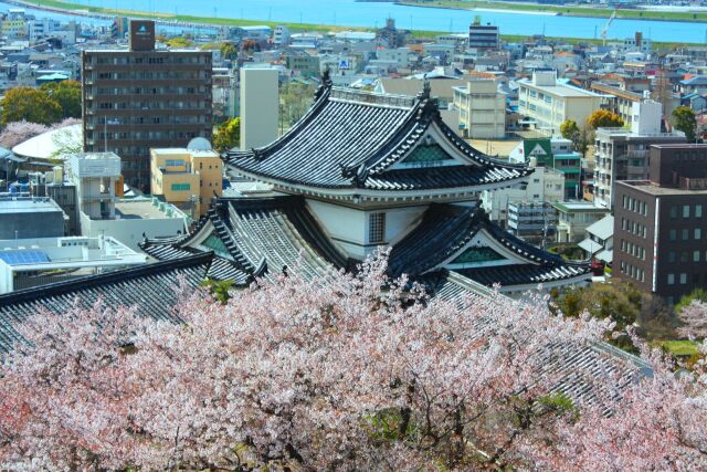 桜の和歌山城