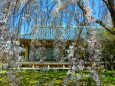 桜の醍醐寺