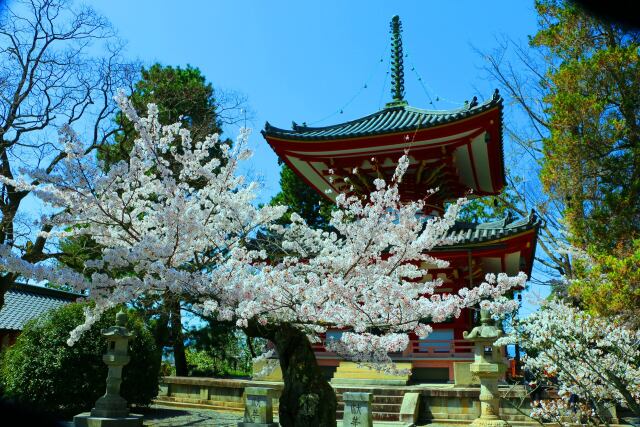 桜の知恩院