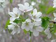 大島桜