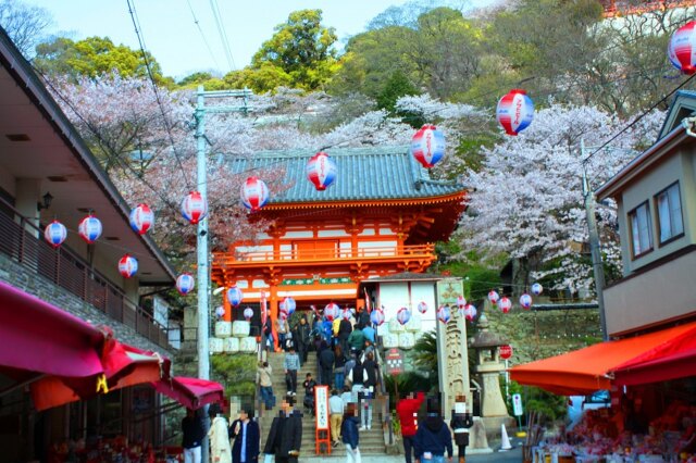 桜の紀三井寺