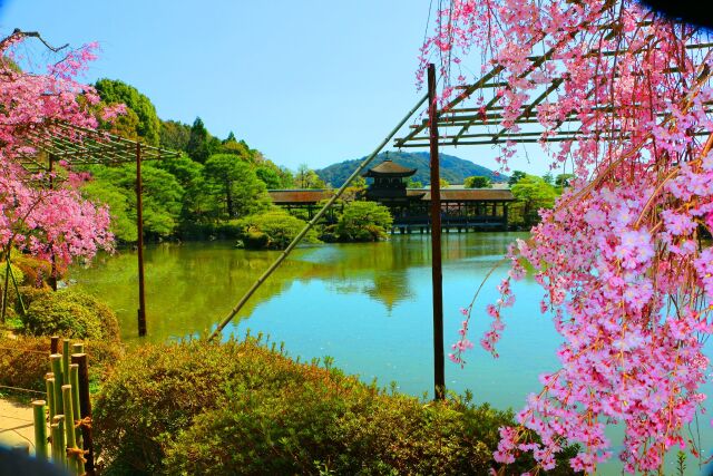 桜の平安神宮