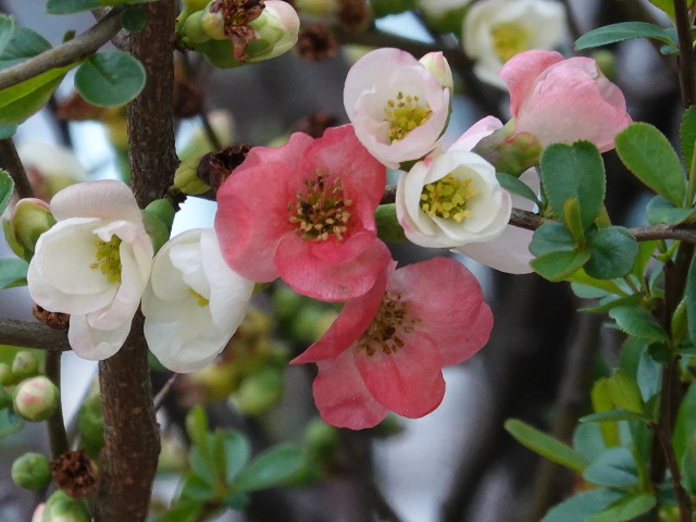 日本橋に咲くボケの花