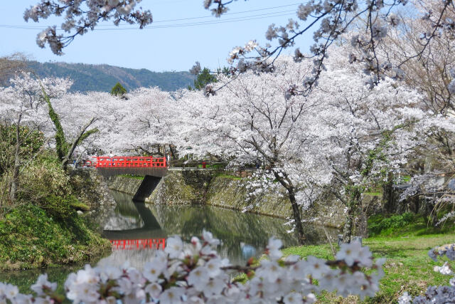 待ち遠し 桜の季節3