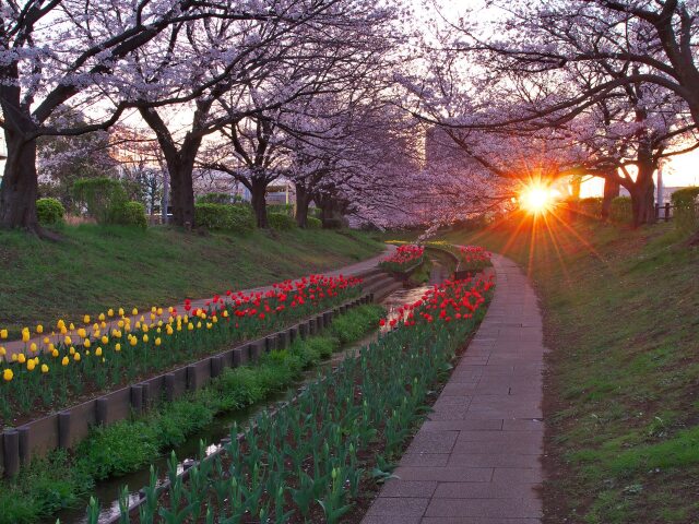 朝の江川せせらぎ緑道