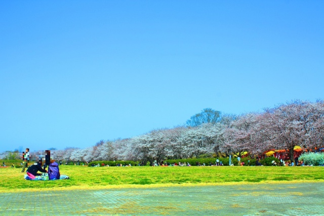 伊勢宮川堤桜