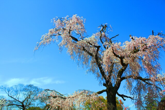 桜の丸山公園