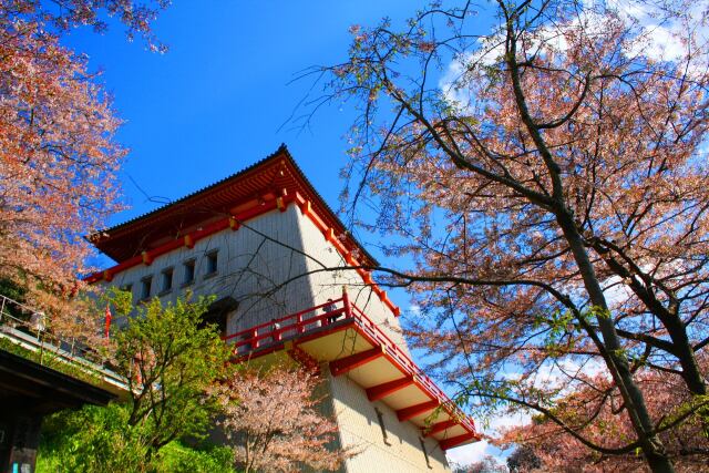 桜の紀三井寺