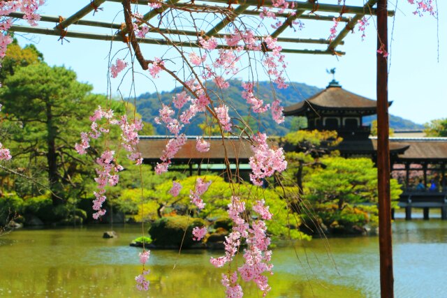 桜の平安神宮