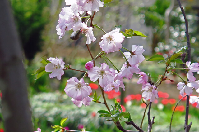 散歩道の花 2003-13-1