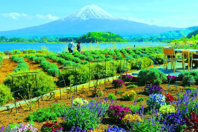 お花畑と富士山