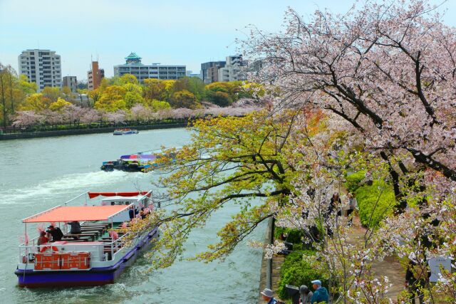 桜の大阪城公園