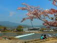 桜の嵐山