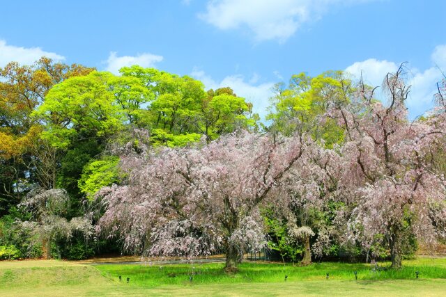 春の京都