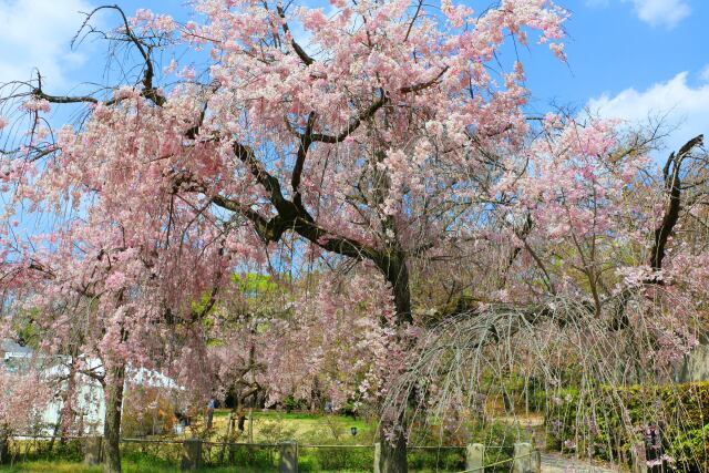 桜の二条城