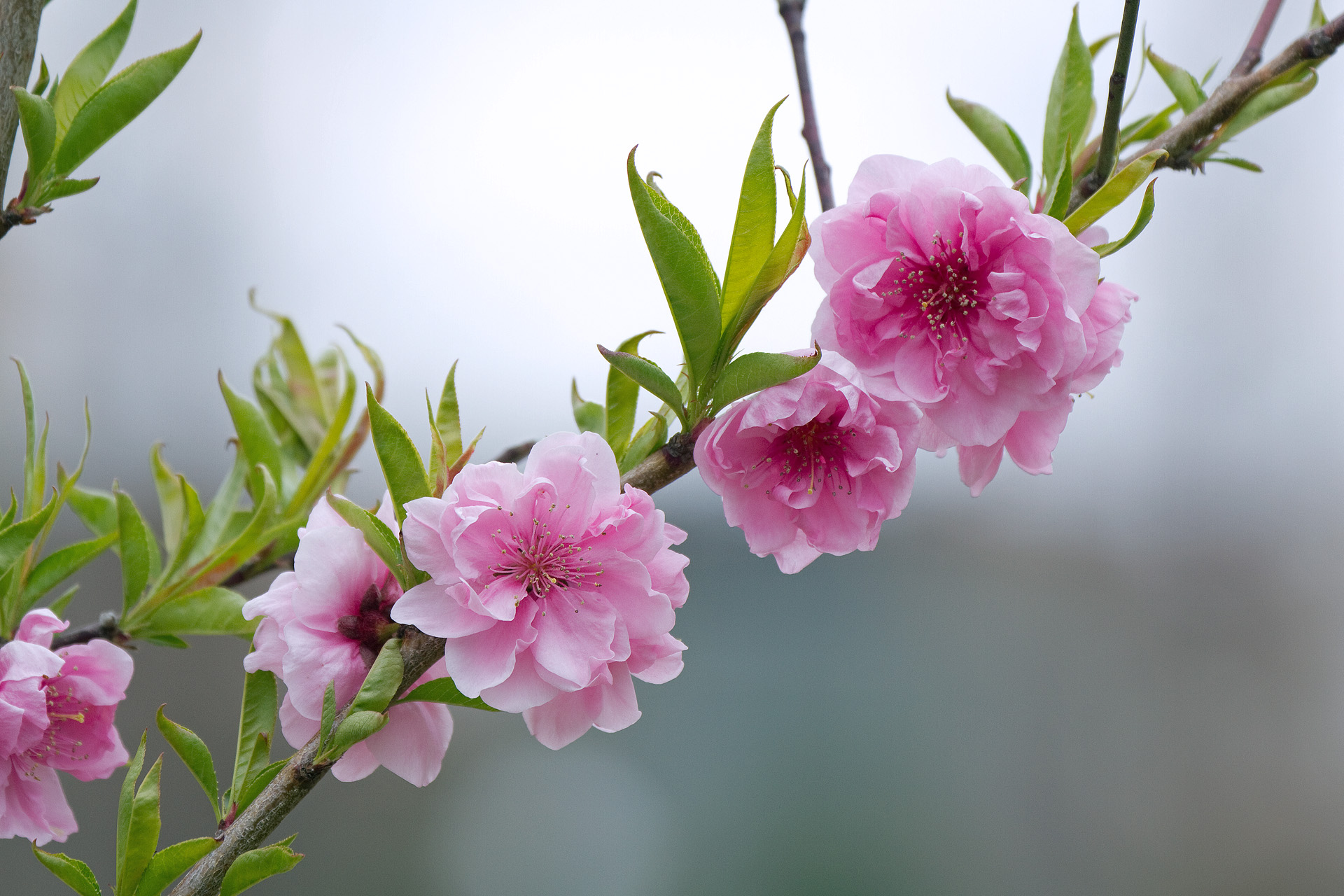 花 植物 花桃 壁紙19x1280 壁紙館