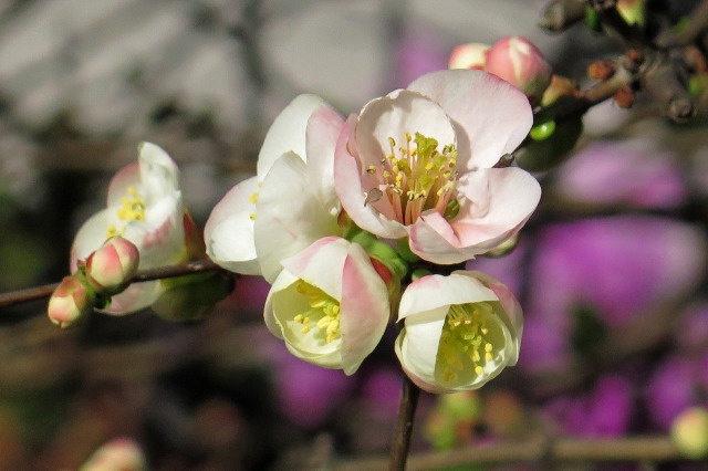 木瓜の花