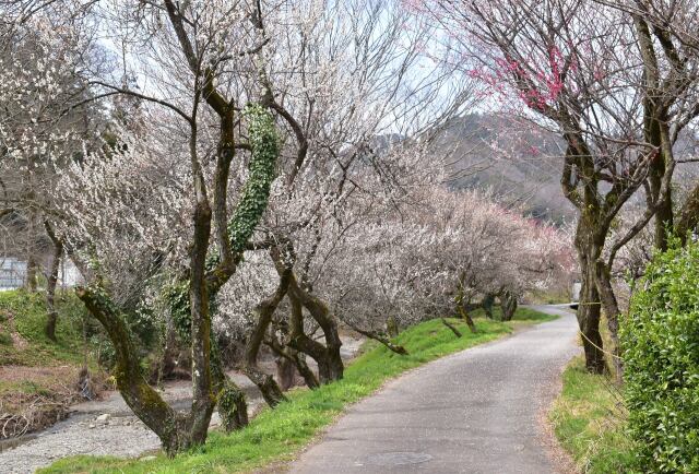 高尾梅郷遊歩道