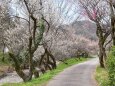 高尾梅郷遊歩道