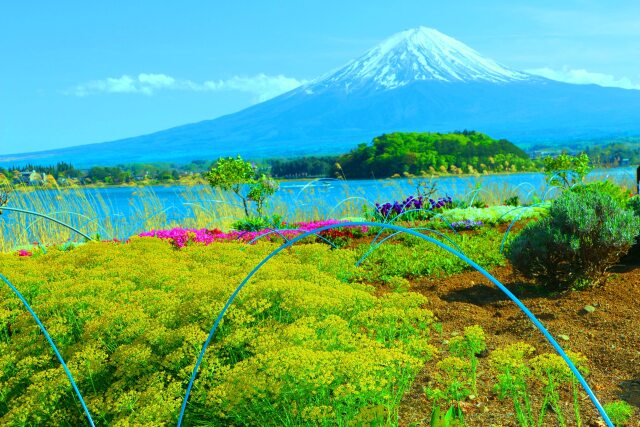 お花畑と富士山