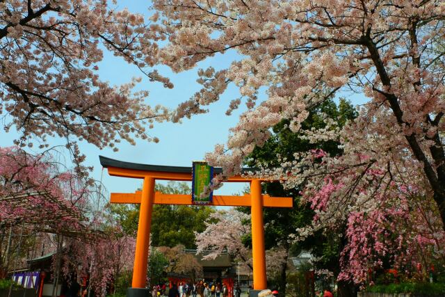 桜の平野神社