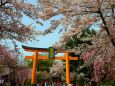 桜の平野神社