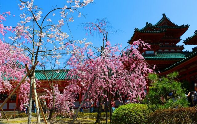 桜の平安神宮