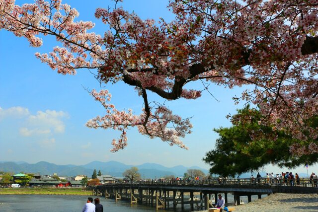 桜の渡月橋