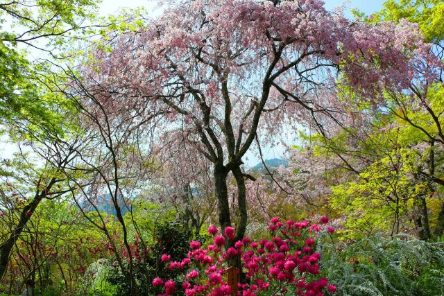 花の天龍寺