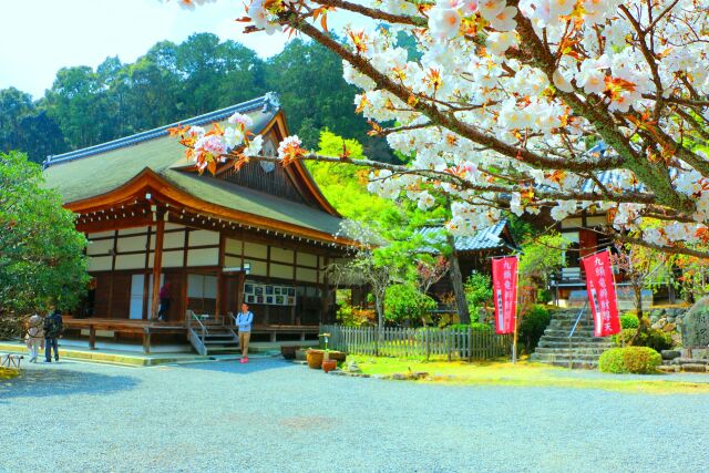 桜の京都