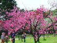 花の京都御所