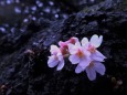 胴吹き桜