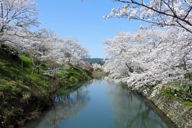 待ち遠し 桜の季節5