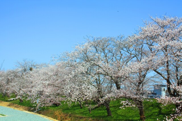 伊勢宮川堤桜