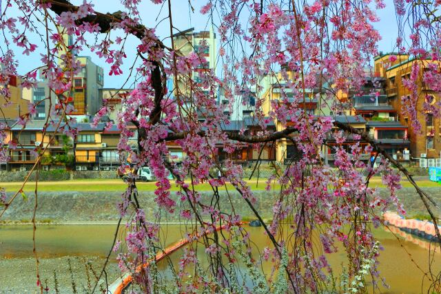 桜の祇園