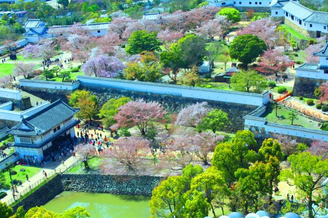 桜の姫路城