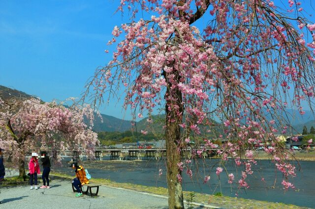 桜の渡月橋