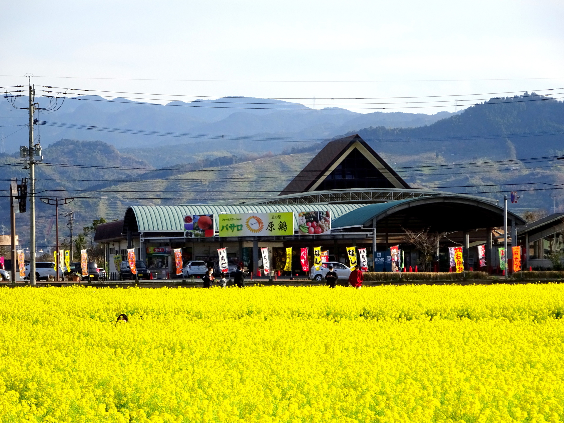 日本の風景 道の駅の菜の花 壁紙19x1440 壁紙館