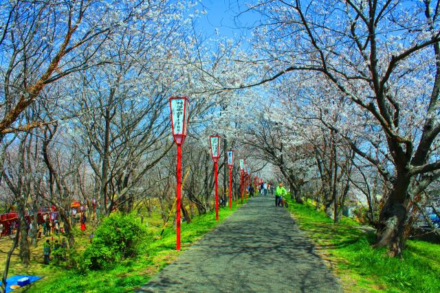 伊勢宮川堤桜