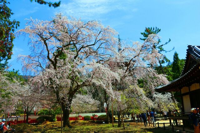 桜の醍醐寺