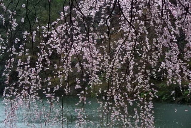 下ノ池と枝垂れ桜