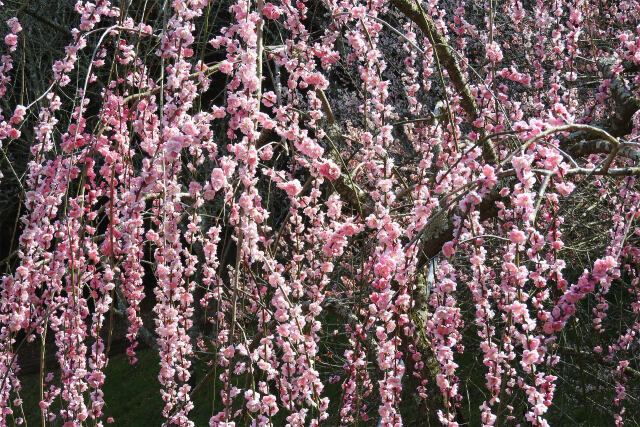 早春の梅園7 枝垂れ梅