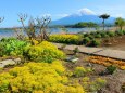 お花畑と富士山