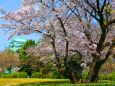 桜の名古屋城