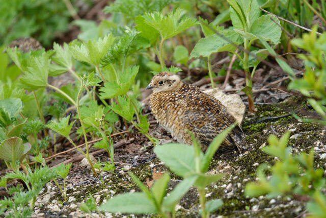 燕山荘のチビ雷鳥5