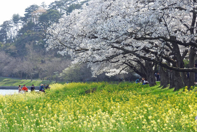 待ち遠し 桜の季節6