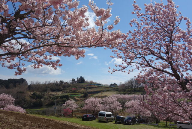 満開の春めき桜