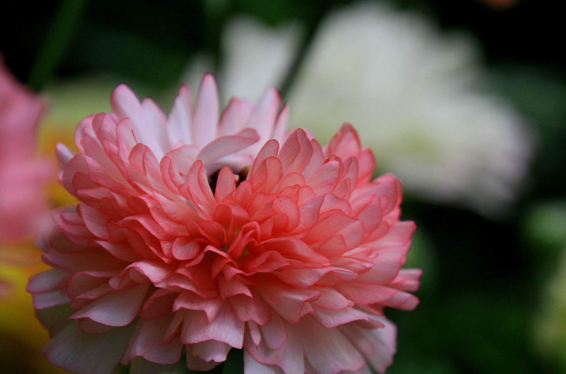 花 植物 フリフリ お花 壁紙19x1271 壁紙館