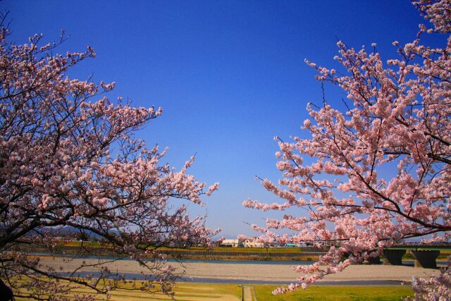 伊勢宮川堤桜