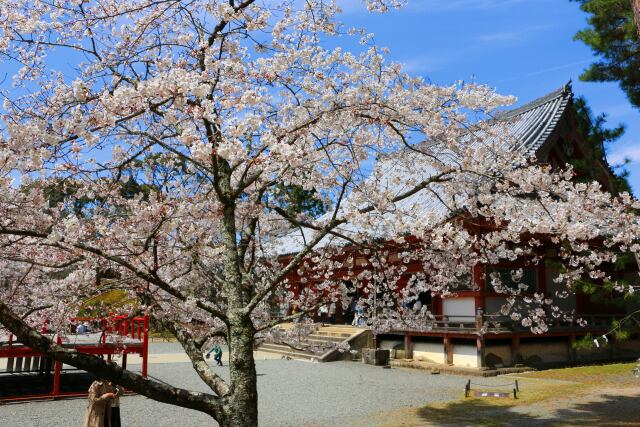 桜の醍醐寺